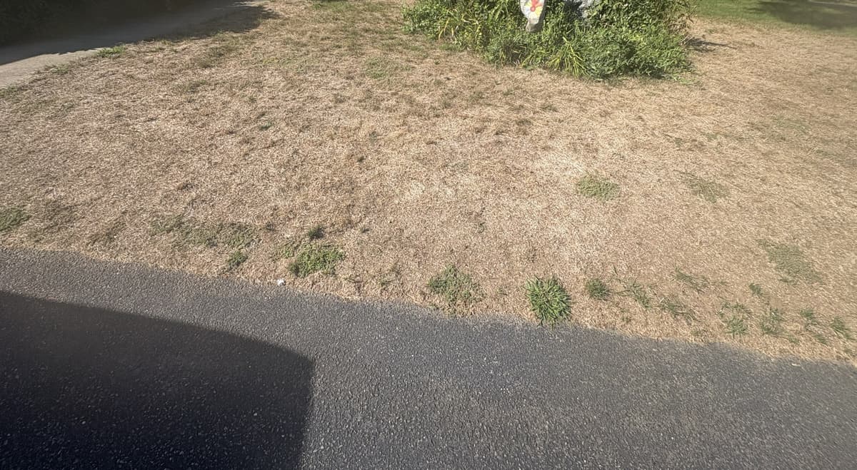Drought-damaged front lawn — brown, dried-out turf from summer heat stress