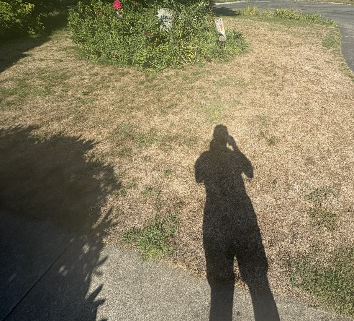 Wider view of drought and heat stress damage across the front yard