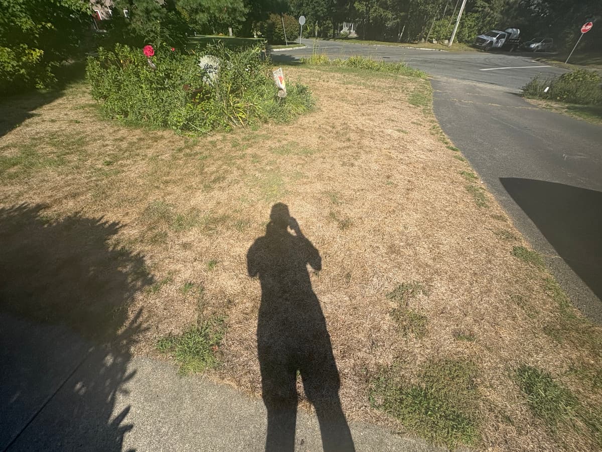 Close-up of drought-damaged lawn showing extent of heat stress