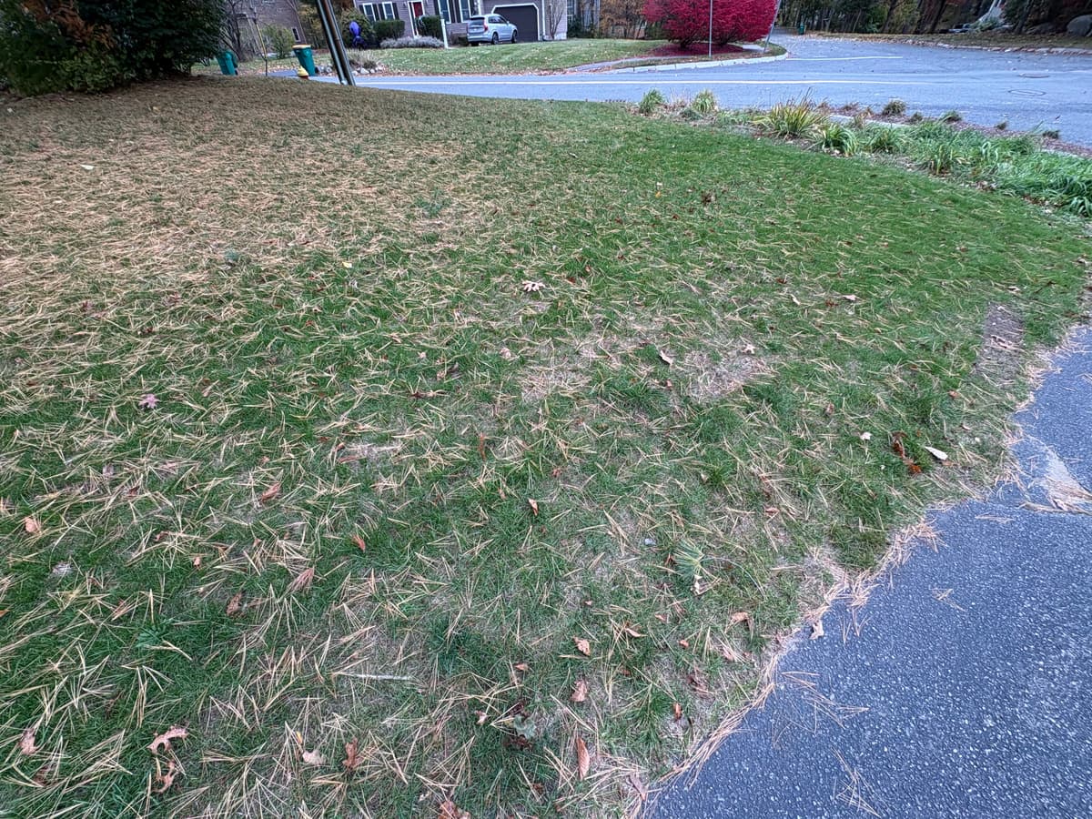 Restored lawn — view 1 — thick green turf where drought damage once was