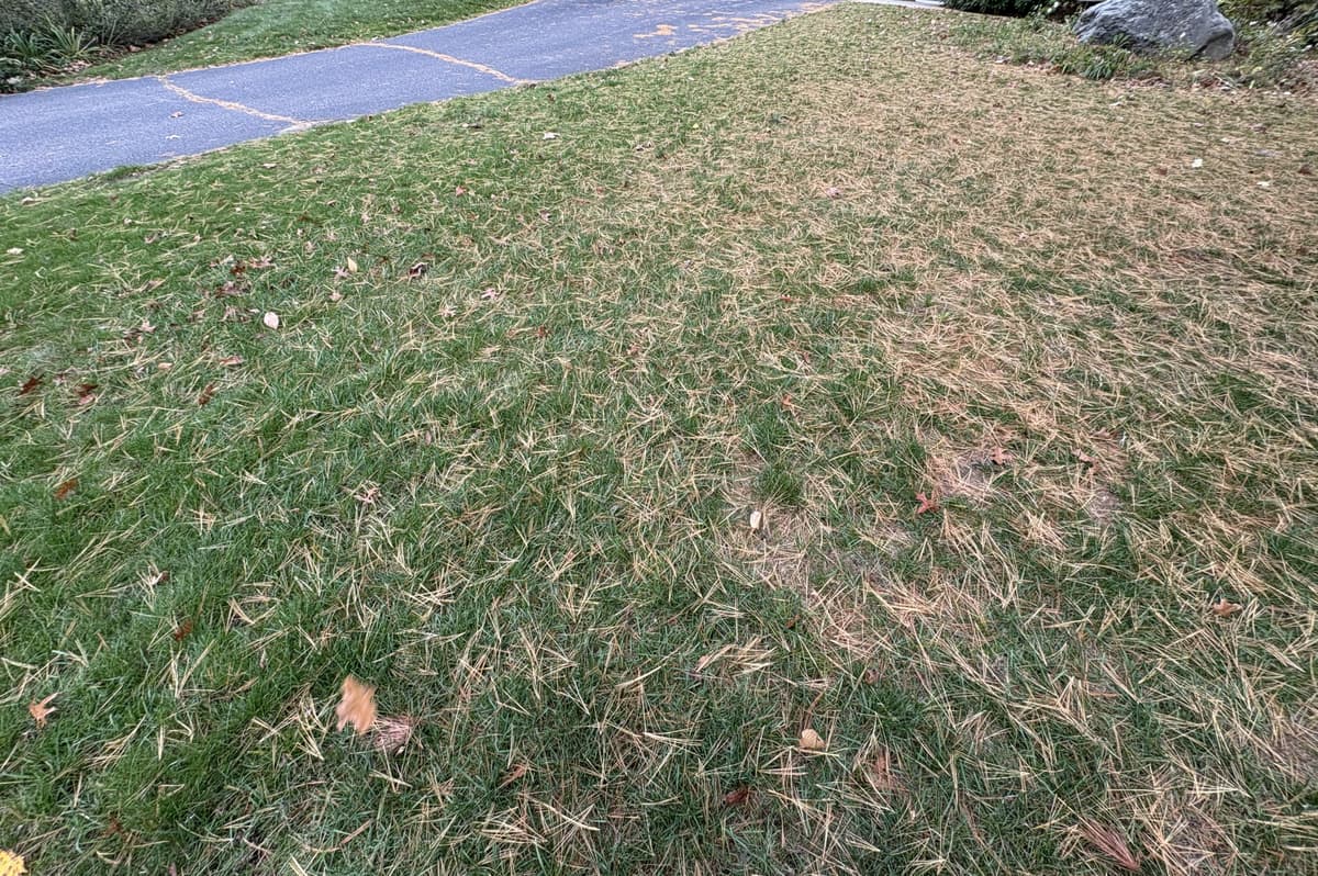 Restored lawn — view 2 — healthy turf with strong coverage