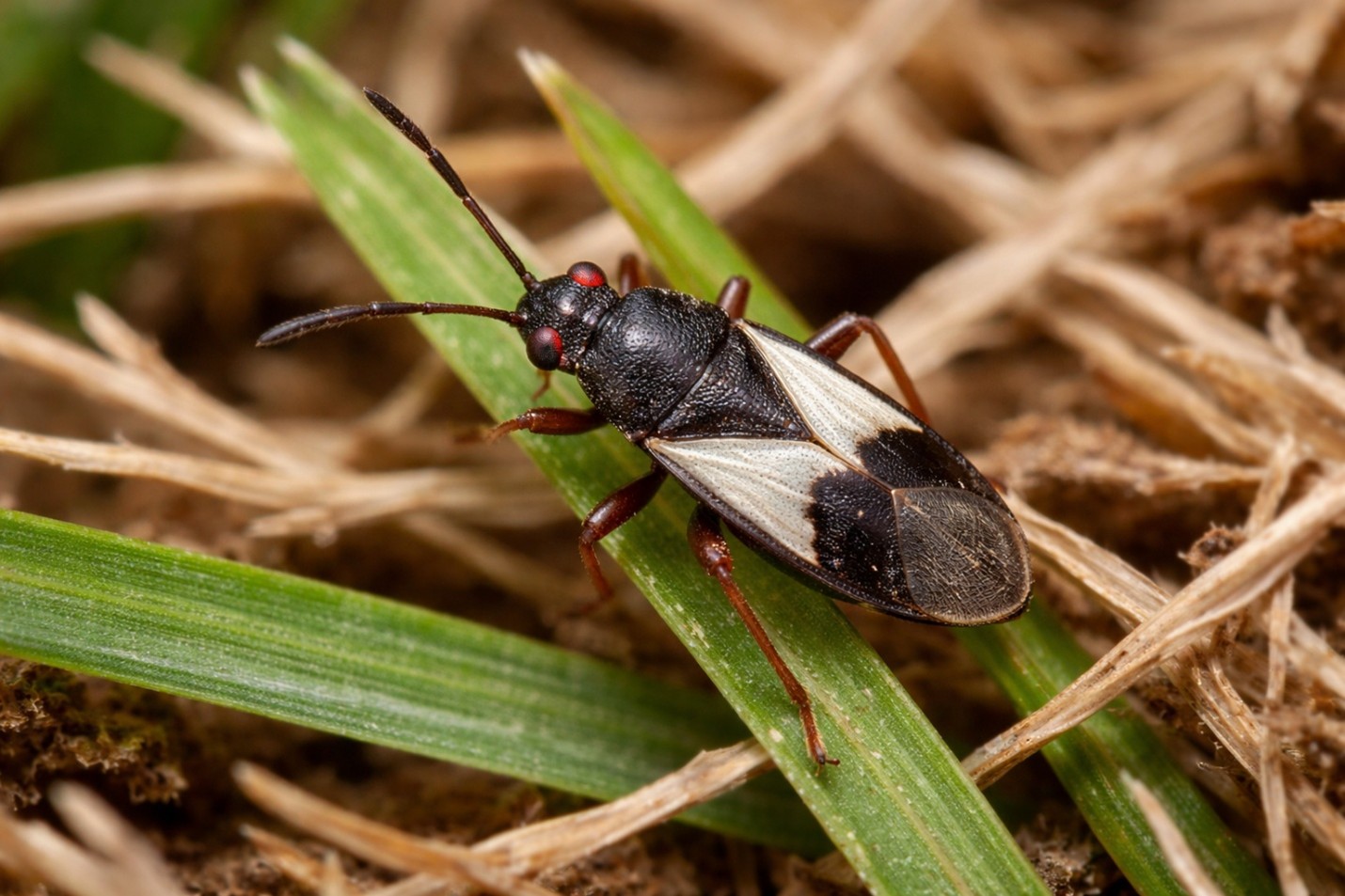 Close-up of adult chinch bug on grass blade
