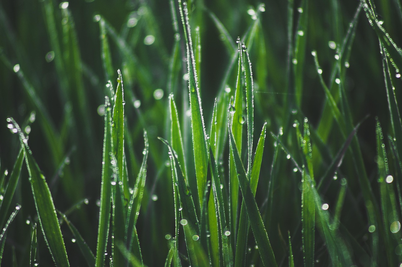 Morning dew on healthy green grass