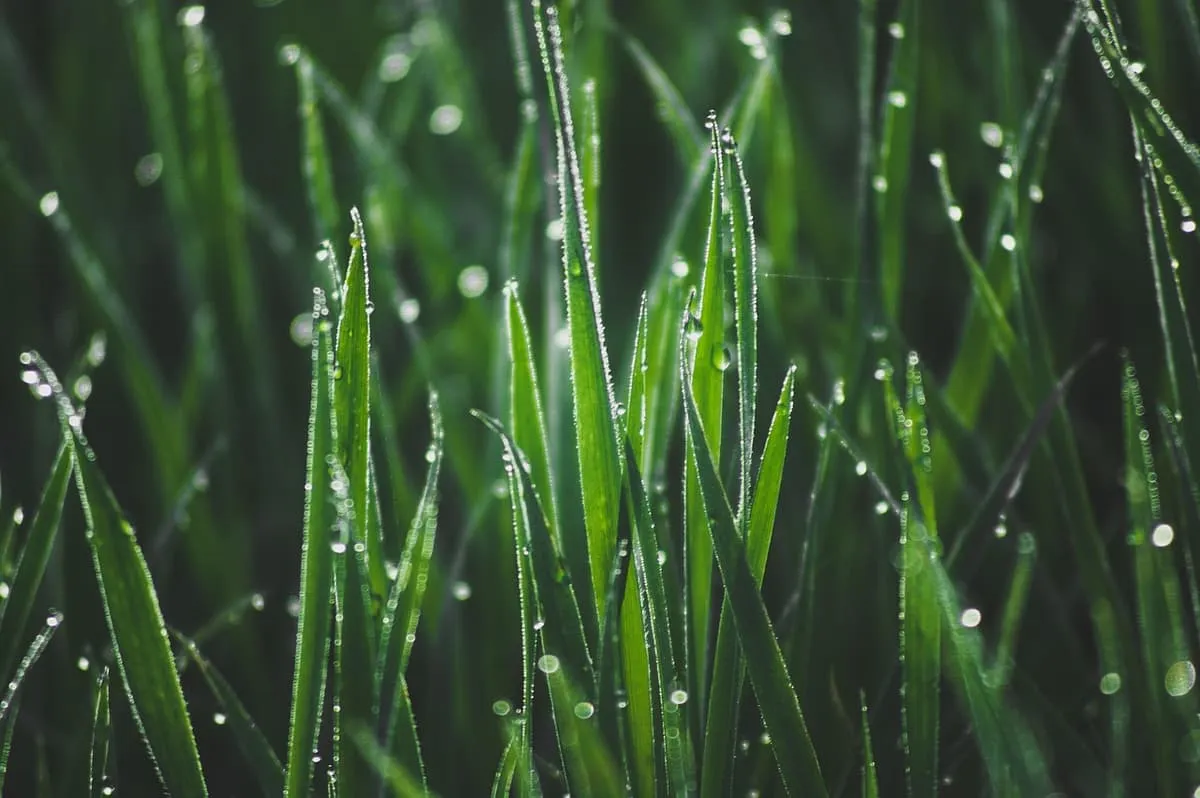 Morning dew on healthy green grass