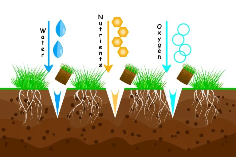 Illustration showing water, nutrients, and oxygen reaching grass roots in soil