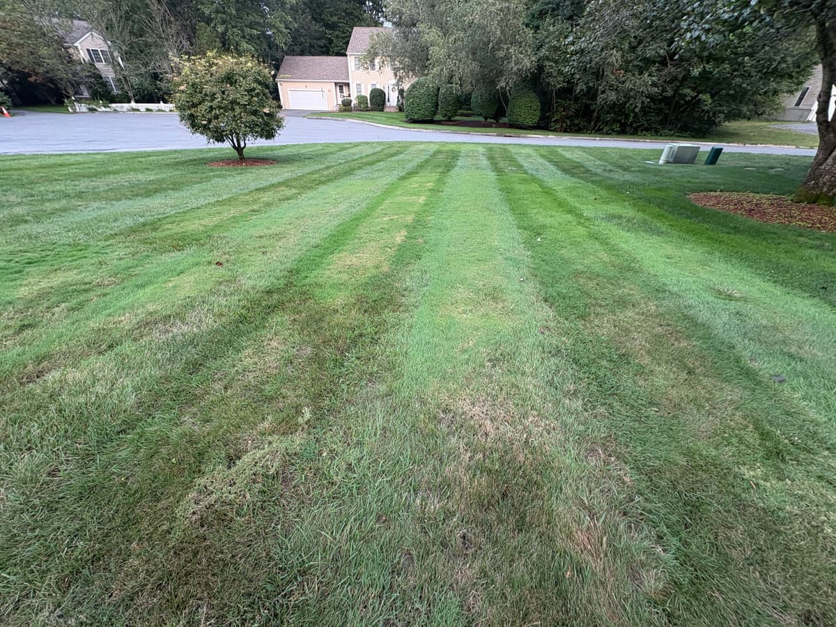 Bentgrass-infected lawn showing light-green puffy patches — before treatment