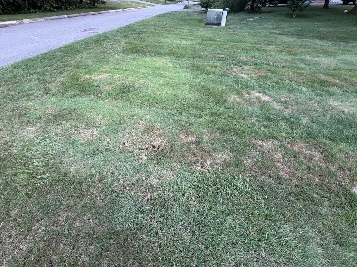 Close-up of bentgrass patches with brown diseased areas