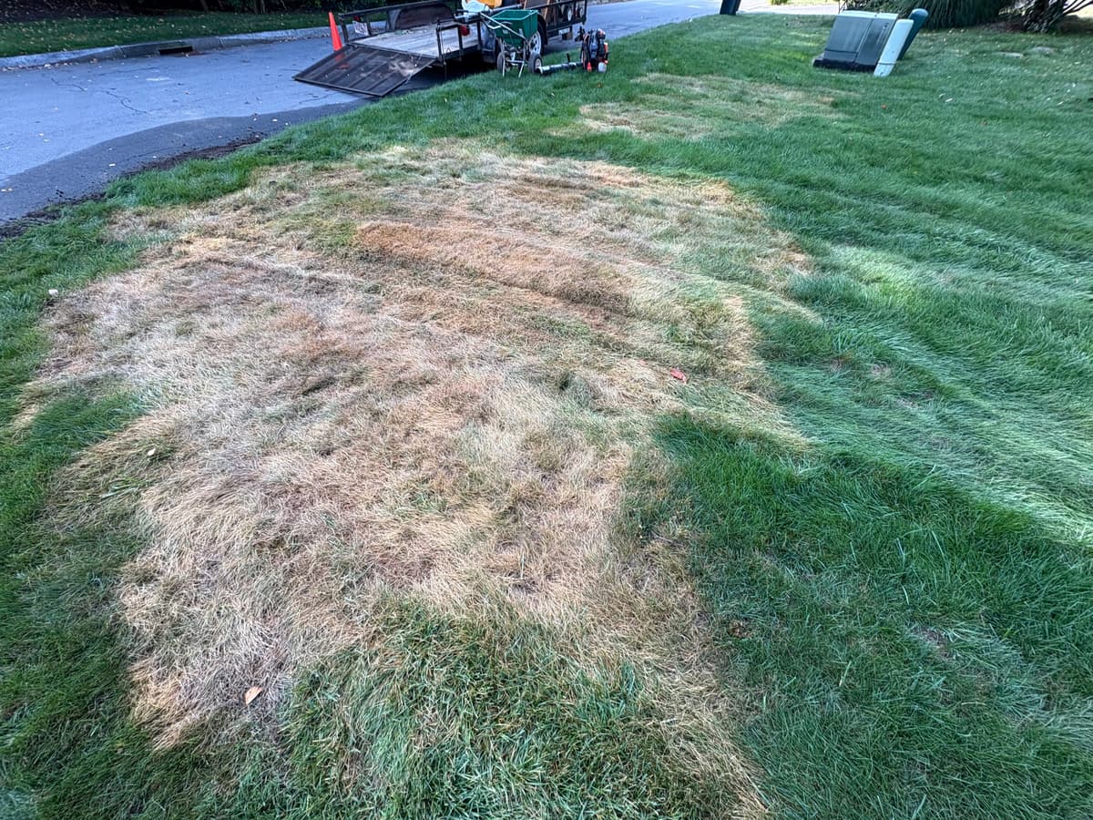 Lawn after killing off old bentgrass with Round-Up — September 23