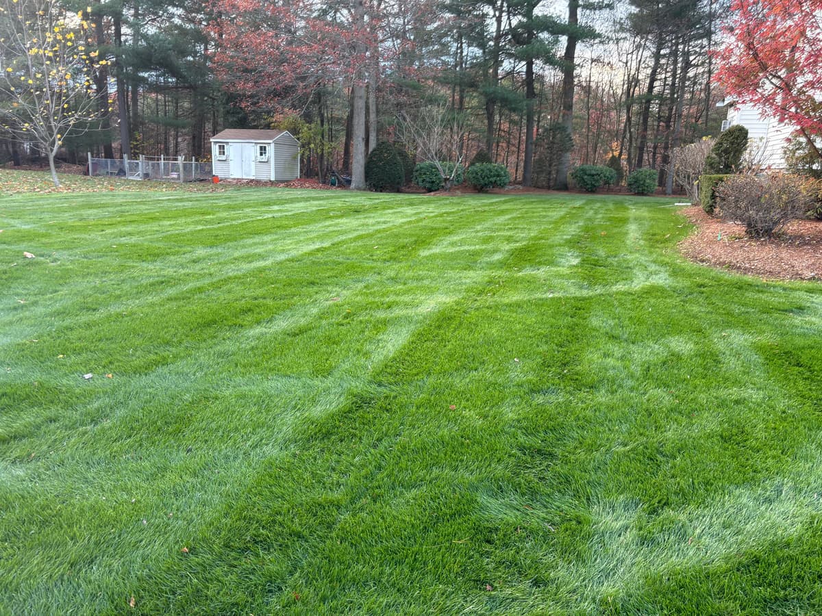 Completed lawn renovation — view 3 — November 12