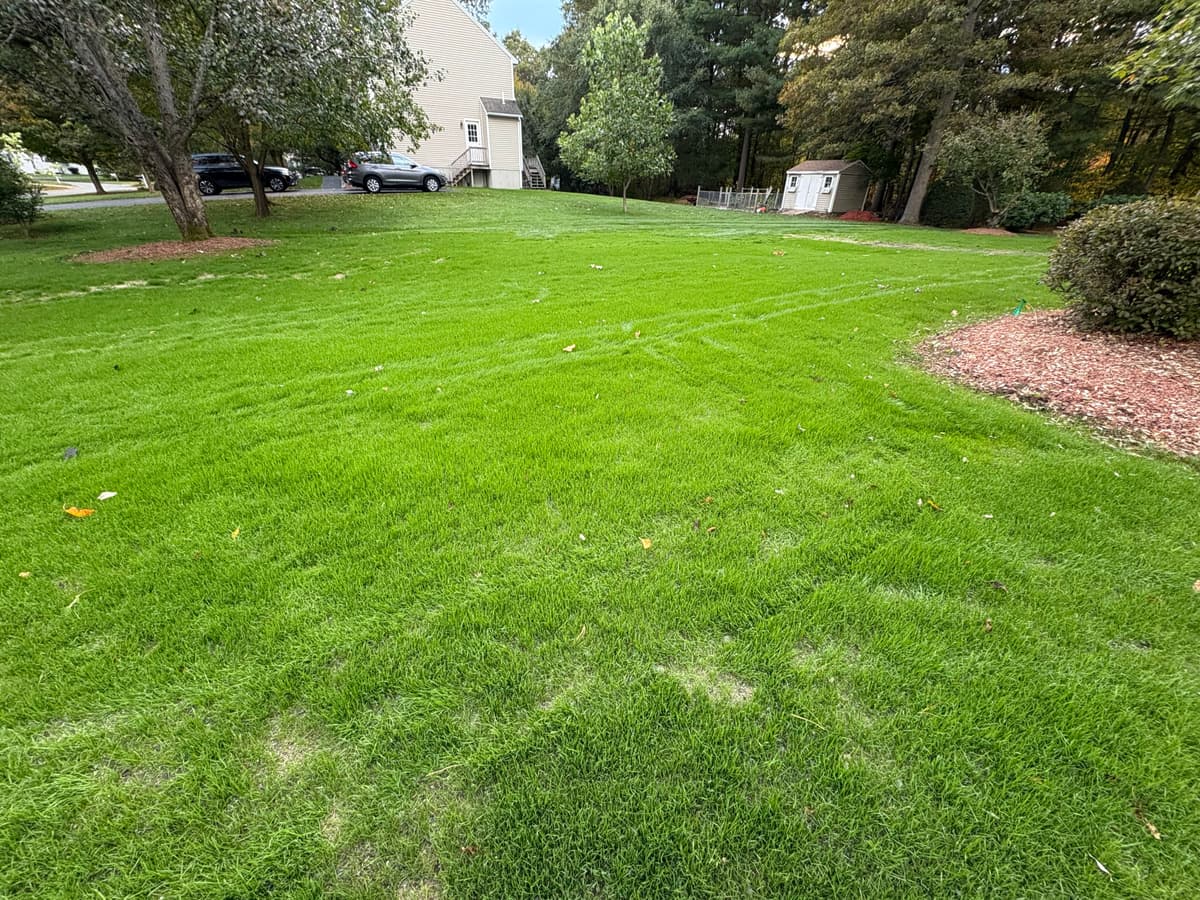 Lawn filling in with starter fertilizer applied — October 16