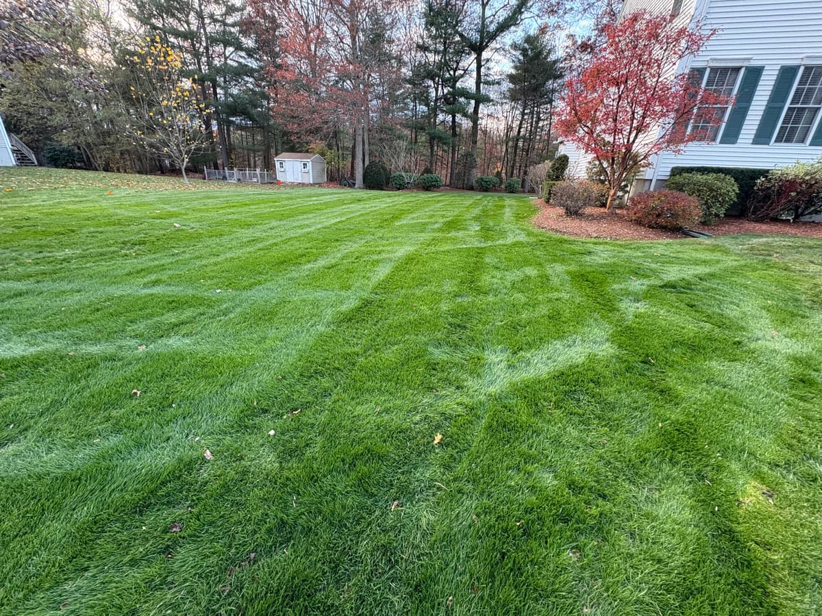 Completed lawn renovation — view 1 — November 12