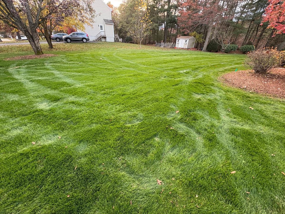 Completed lawn renovation — view 2 — November 12