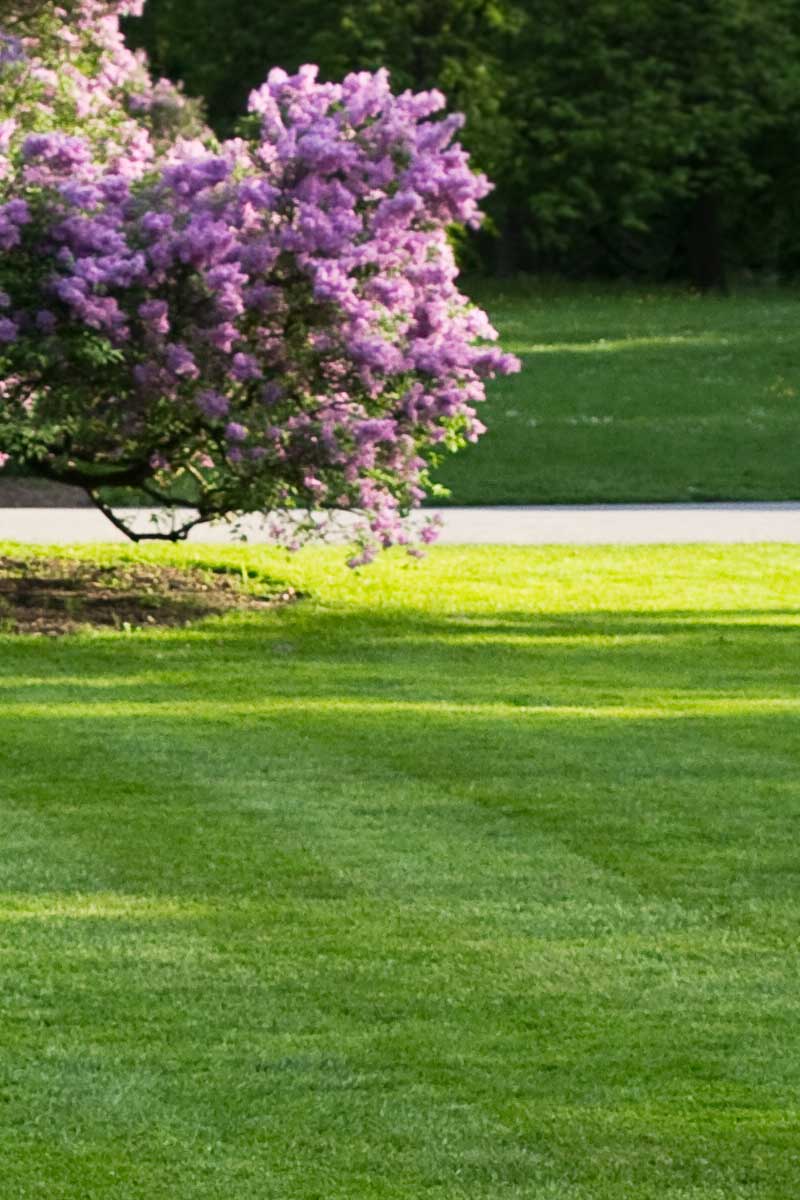 spring lawn treatment