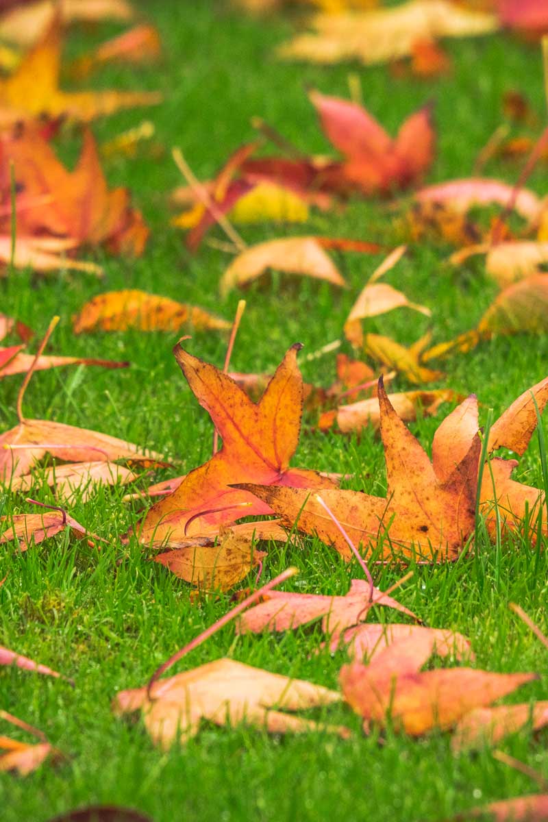 fall lawn fertilizer treatment lawn care