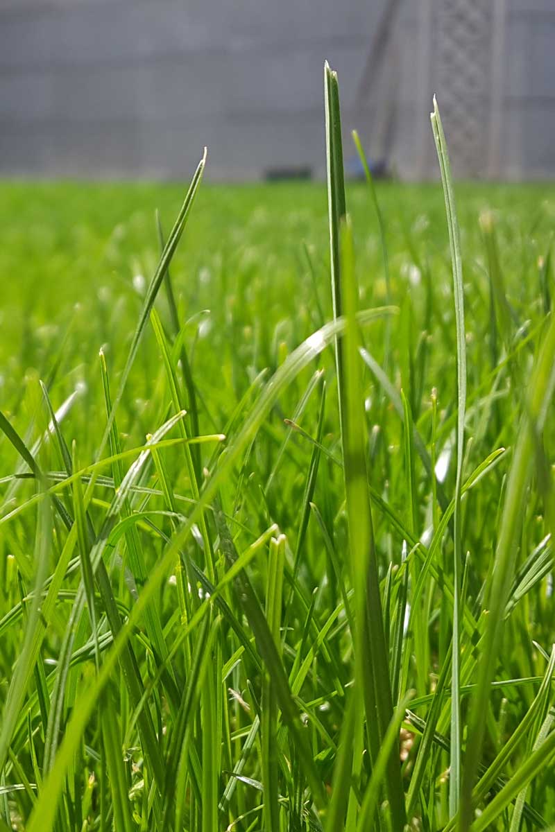 summer lawn fertilizer lawn care